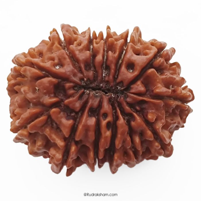 (30.63mm) 13 Mukhi Rudraksha Super Collector Bead | 13 Mukhi Rudraksha Bead | Terah Mukhi - Thirteen Faced - Rudraksha from Nepal 100% Authentic Pure Natural - Super Collector Bead