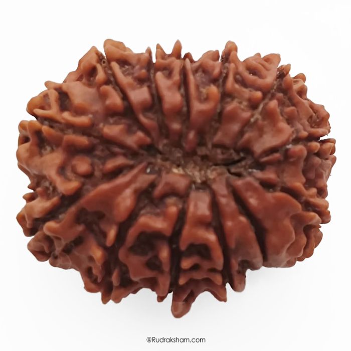(30.82mm) 13 Mukhi Rudraksha Super Collector Bead | 13 Mukhi Rudraksha Bead | Terah Mukhi - Thirteen Faced - Rudraksha from Nepal 100% Authentic Pure Natural - Super Collector Bead