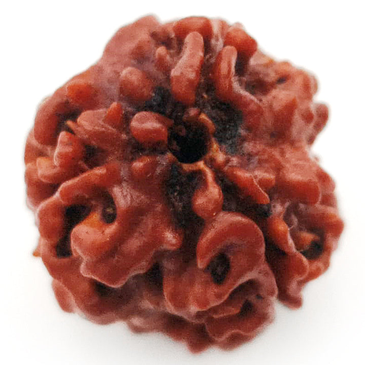 (19.24mm) 3 Mukhi Rudraksha Super Collector Bead | 3 Mukhi Rudraksha Bead | Teen Mukhi - Three Faced Rudraksha from Nepal | 100% Authentic Pure Natural - Super Collector Bead