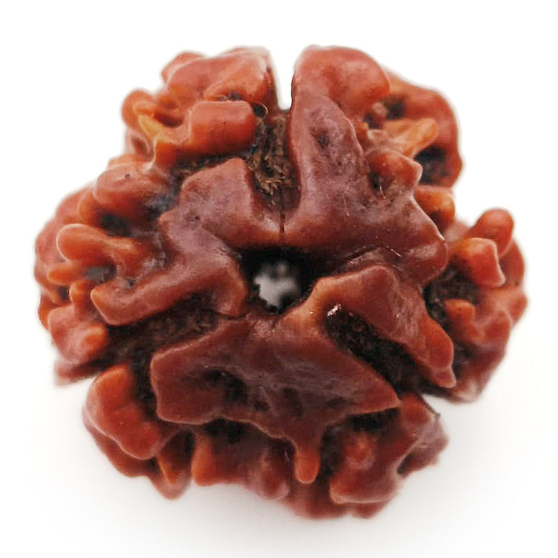 (19.24mm) 3 Mukhi Rudraksha Super Collector Bead | 3 Mukhi Rudraksha Bead | Teen Mukhi - Three Faced Rudraksha from Nepal | 100% Authentic Pure Natural - Super Collector Bead