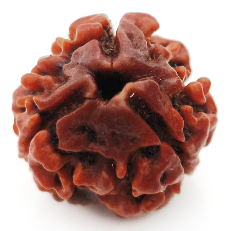 (19.24mm) 3 Mukhi Rudraksha Super Collector Bead | 3 Mukhi Rudraksha Bead | Teen Mukhi - Three Faced Rudraksha from Nepal | 100% Authentic Pure Natural - Super Collector Bead