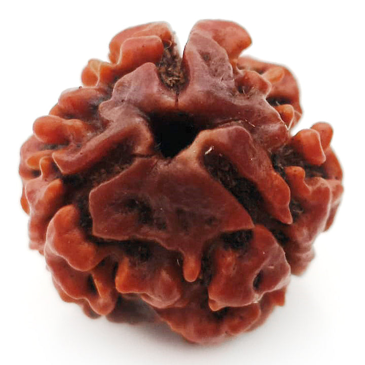 (19.24mm) 3 Mukhi Rudraksha Super Collector Bead | 3 Mukhi Rudraksha Bead | Teen Mukhi - Three Faced Rudraksha from Nepal | 100% Authentic Pure Natural - Super Collector Bead