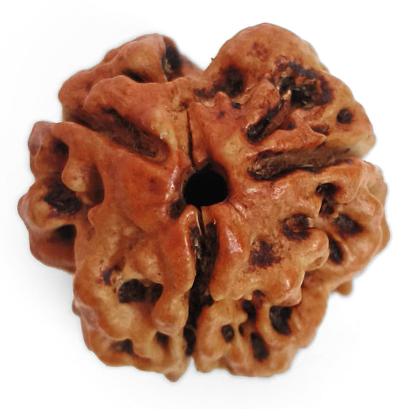 (19.40mm) 3 Mukhi Rudraksha Super Collector Bead | 3 Mukhi Rudraksha Bead | Teen Mukhi - Three Faced Rudraksha from Nepal |100% Authentic Pure Natural - Super Collector Bead
