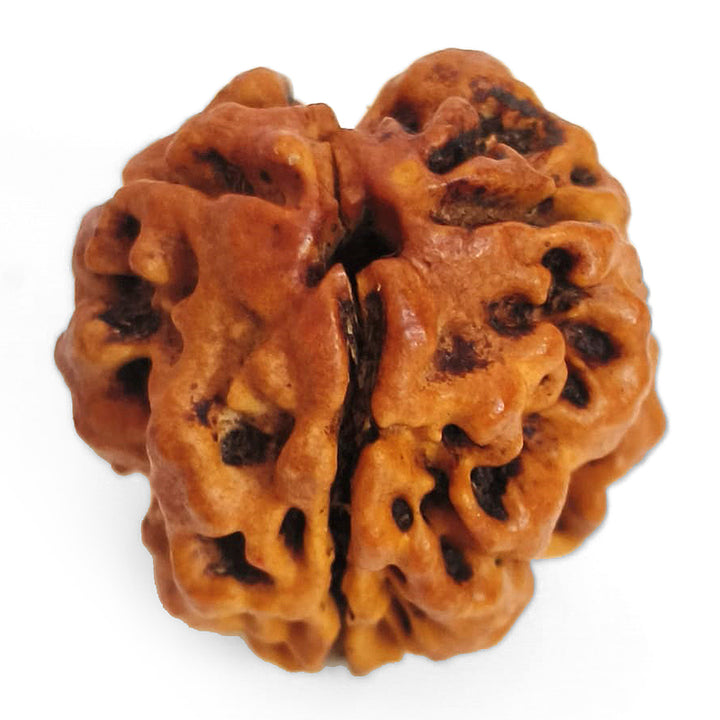 (19.40mm) 3 Mukhi Rudraksha Super Collector Bead | 3 Mukhi Rudraksha Bead | Teen Mukhi - Three Faced Rudraksha from Nepal |100% Authentic Pure Natural - Super Collector Bead