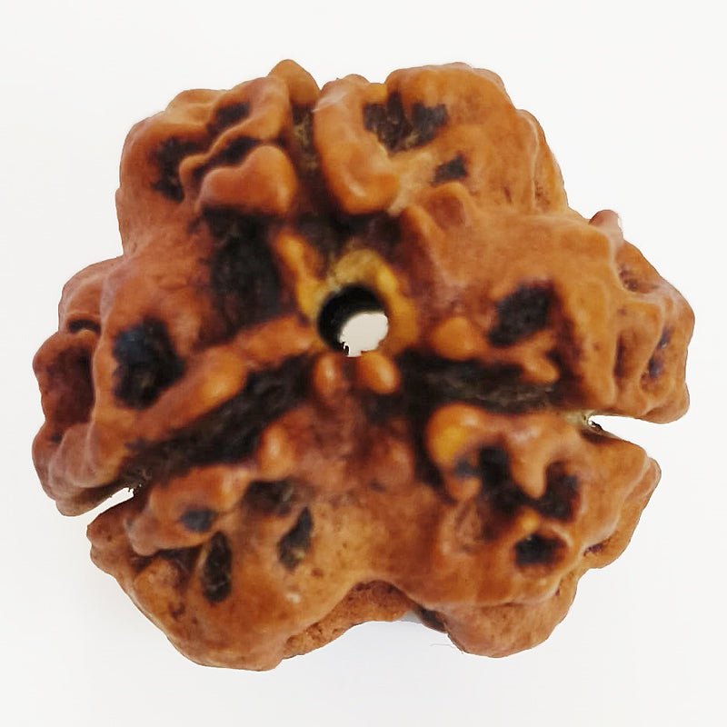 (19.40mm) 3 Mukhi Rudraksha Super Collector Bead | 3 Mukhi Rudraksha Bead | Teen Mukhi - Three Faced Rudraksha from Nepal |100% Authentic Pure Natural - Super Collector Bead