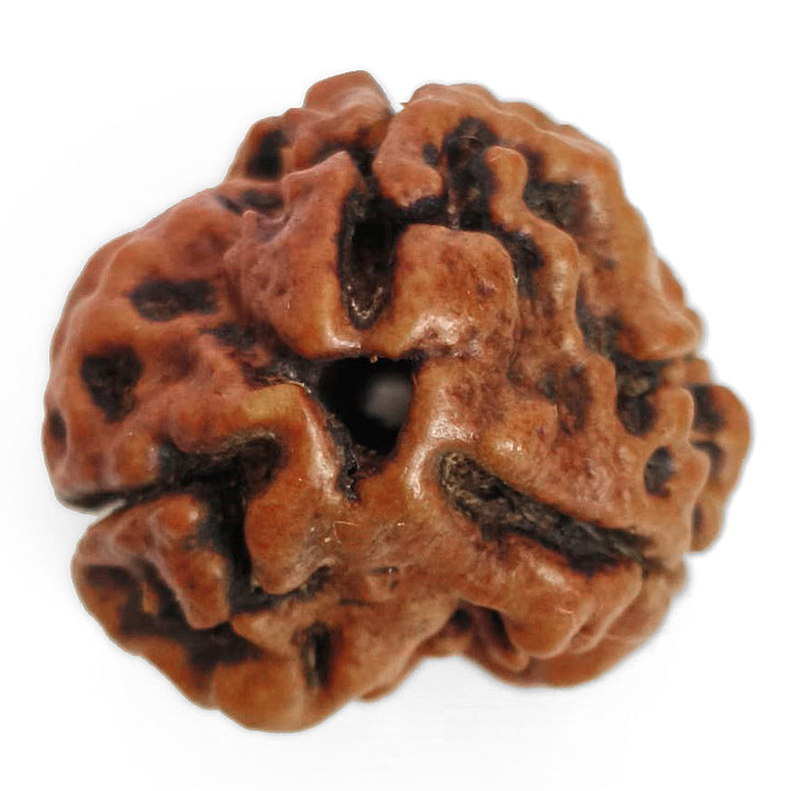 (19.65mm) 3 Mukhi Rudraksha Super Collector Bead | 3 Mukhi Rudraksha Bead | Teen Mukhi - Three Faced Rudraksha from Nepal | 100% Authentic Pure Natural - Super Collector Bead