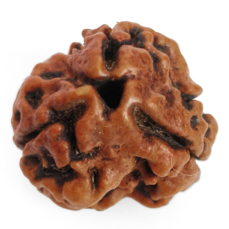 (19.65mm) 3 Mukhi Rudraksha Super Collector Bead | 3 Mukhi Rudraksha Bead | Teen Mukhi - Three Faced Rudraksha from Nepal | 100% Authentic Pure Natural - Super Collector Bead