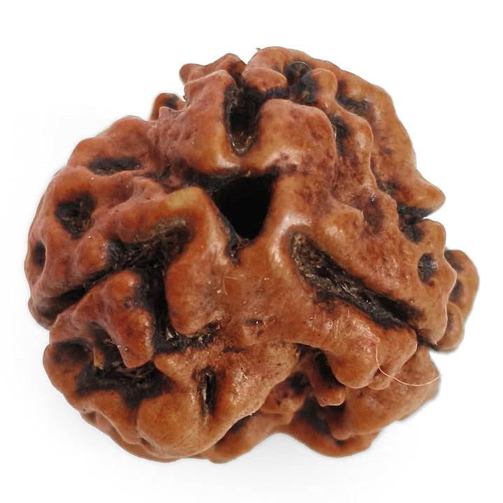 (19.65mm) 3 Mukhi Rudraksha Super Collector Bead | 3 Mukhi Rudraksha Bead | Teen Mukhi - Three Faced Rudraksha from Nepal | 100% Authentic Pure Natural - Super Collector Bead