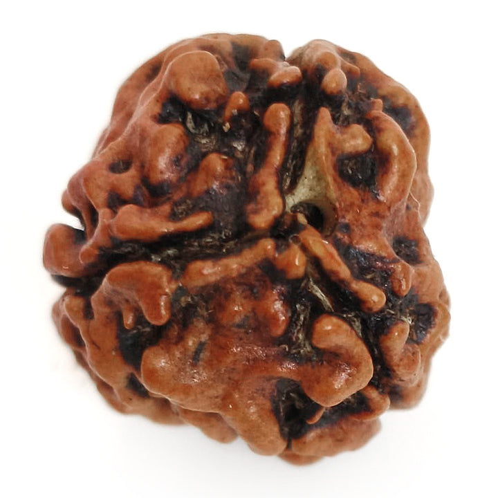 (19.65mm) 3 Mukhi Rudraksha Super Collector Bead | 3 Mukhi Rudraksha Bead | Teen Mukhi - Three Faced Rudraksha from Nepal | 100% Authentic Pure Natural - Super Collector Bead