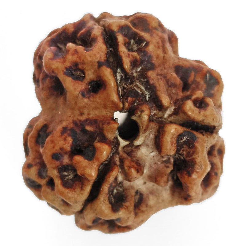 (19.78mm) 3 Mukhi Rudraksha Super Collector Bead | 3 Mukhi Rudraksha Bead | Teen Mukhi, Three Faced Rudraksha from Nepal | Three Mukhi Rudraksha Bead for Planet Mars