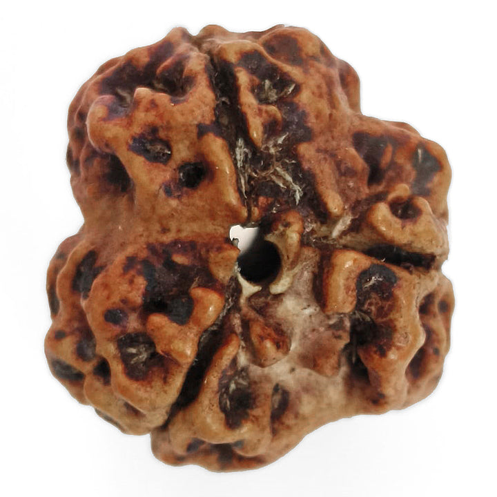(19.78mm) 3 Mukhi Rudraksha Super Collector Bead | 3 Mukhi Rudraksha Bead | Teen Mukhi, Three Faced Rudraksha from Nepal | Three Mukhi Rudraksha Bead for Planet Mars