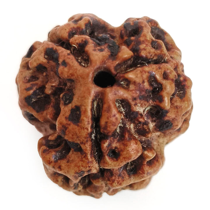 (19.78mm) 3 Mukhi Rudraksha Super Collector Bead | 3 Mukhi Rudraksha Bead | Teen Mukhi, Three Faced Rudraksha from Nepal | Three Mukhi Rudraksha Bead for Planet Mars