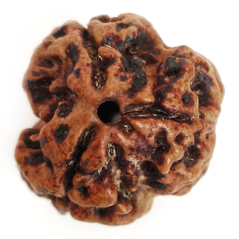 (19.78mm) 3 Mukhi Rudraksha Super Collector Bead | 3 Mukhi Rudraksha Bead | Teen Mukhi, Three Faced Rudraksha from Nepal | Three Mukhi Rudraksha Bead for Planet Mars