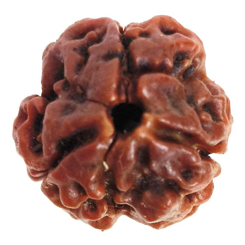 (19.7mm) 3 Mukhi Rudraksha Super Collector Bead | 3 Mukhi Rudraksha Bead | Teen Mukhi, Three Faced Rudraksha from Nepal | Energised and Pure Super Collector 3 Mukhi Bead