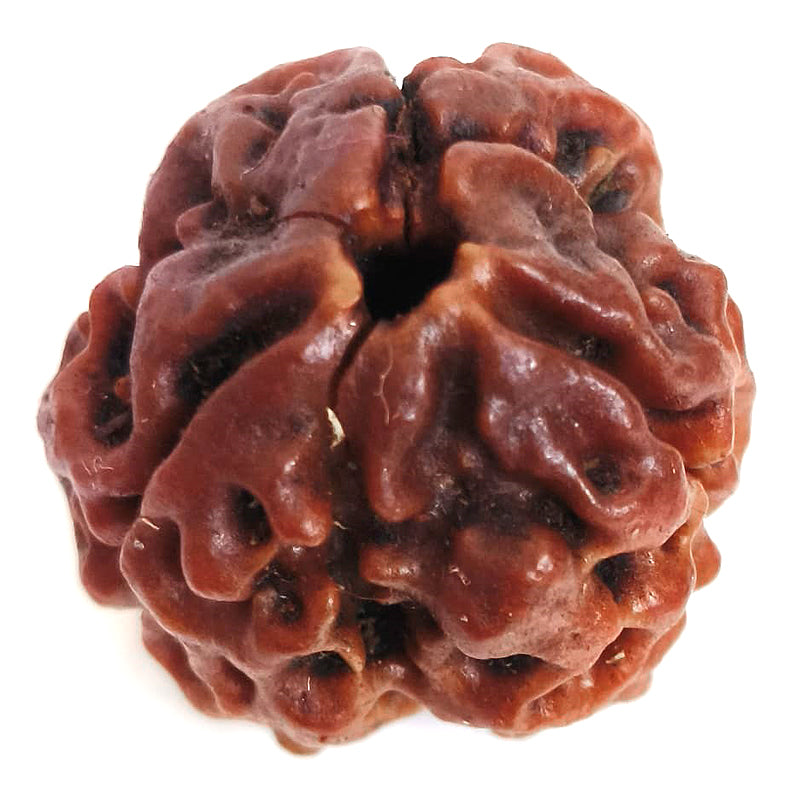 (19.7mm) 3 Mukhi Rudraksha Super Collector Bead | 3 Mukhi Rudraksha Bead | Teen Mukhi, Three Faced Rudraksha from Nepal | Energised and Pure Super Collector 3 Mukhi Bead