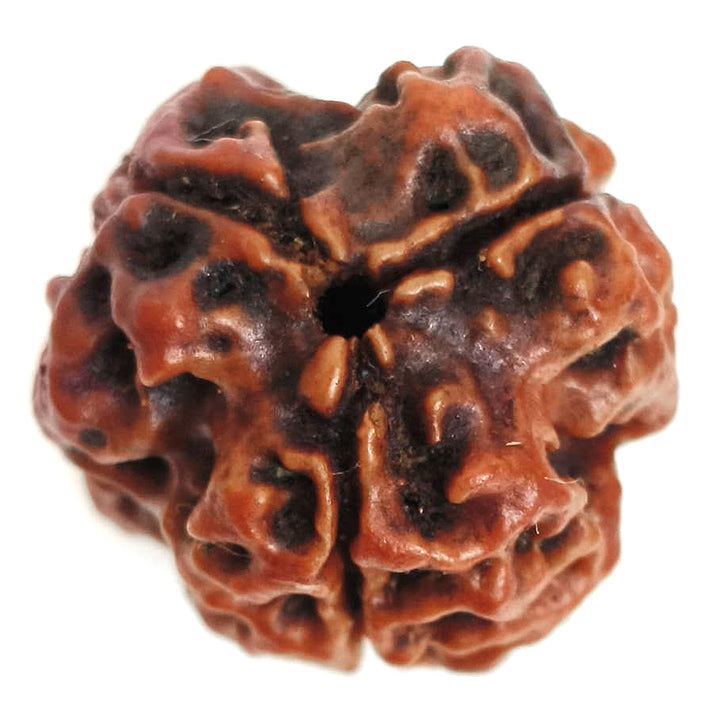 (19.7mm) 3 Mukhi Rudraksha Super Collector Bead | 3 Mukhi Rudraksha Bead | Teen Mukhi, Three Faced Rudraksha from Nepal | Energised and Pure Super Collector 3 Mukhi Bead