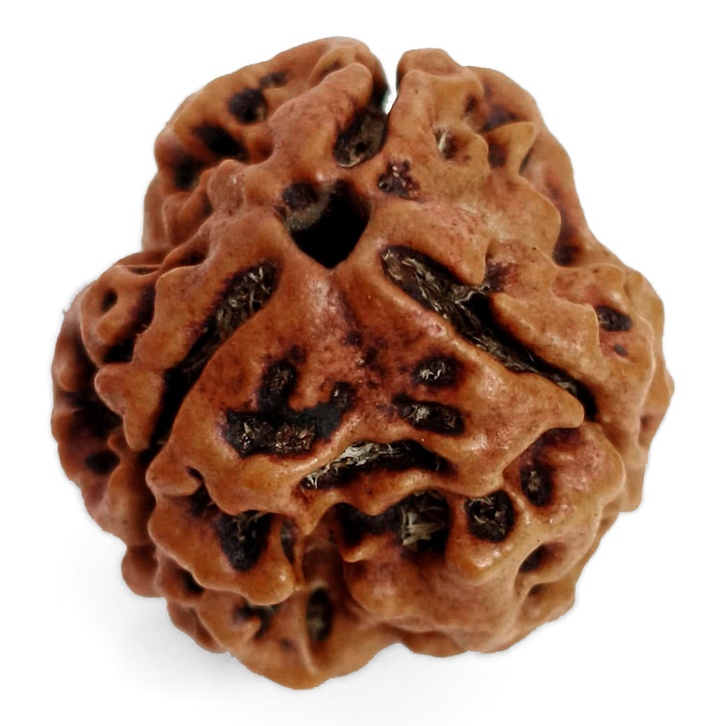 (19.85mm) 3 Mukhi Rudraksha Super Collector Bead | 3 Mukhi Rudraksha Bead | Teen Mukhi - Three Faced Rudraksha from Nepal | 100% Authentic Pure Natural - Super Collector Bead