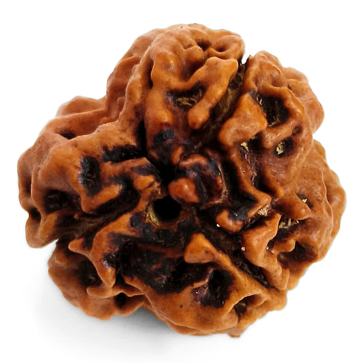 (19.85mm) 3 Mukhi Rudraksha Super Collector Bead | 3 Mukhi Rudraksha Bead | Teen Mukhi - Three Faced Rudraksha from Nepal | 100% Authentic Pure Natural - Super Collector Bead
