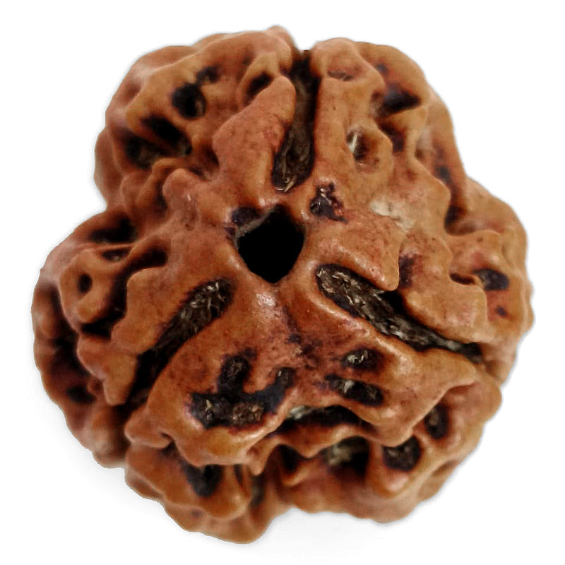 (19.85mm) 3 Mukhi Rudraksha Super Collector Bead | 3 Mukhi Rudraksha Bead | Teen Mukhi - Three Faced Rudraksha from Nepal | 100% Authentic Pure Natural - Super Collector Bead