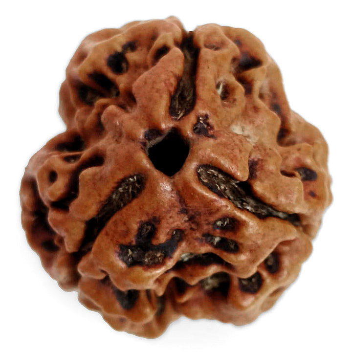(19.85mm) 3 Mukhi Rudraksha Super Collector Bead | 3 Mukhi Rudraksha Bead | Teen Mukhi - Three Faced Rudraksha from Nepal | 100% Authentic Pure Natural - Super Collector Bead