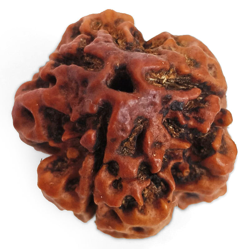 (20.00mm) 3 Mukhi Rudraksha Super Collector Bead | 3 Mukhi Rudraksha Bead | Teen Mukhi - Three Faced Rudraksha from Nepal | 100% Authentic Pure Natural - Super Collector Bead