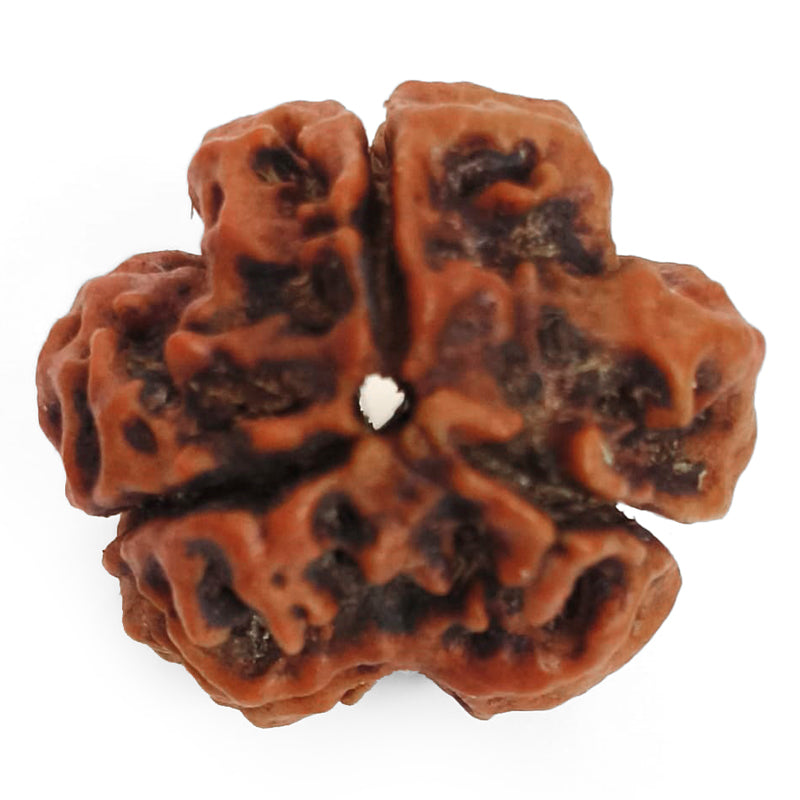 (20.00mm) 3 Mukhi Rudraksha Super Collector Bead | 3 Mukhi Rudraksha Bead | Teen Mukhi - Three Faced Rudraksha from Nepal | 100% Authentic Pure Natural - Super Collector Bead