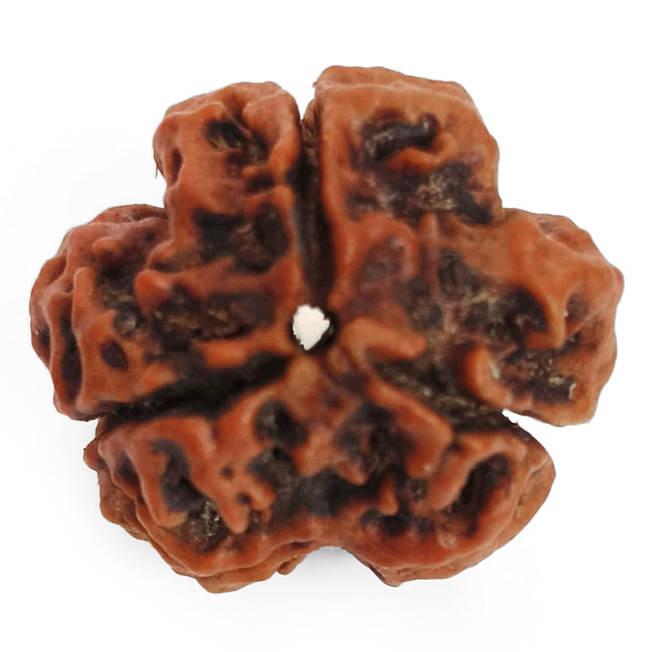 (20.00mm) 3 Mukhi Rudraksha Super Collector Bead | 3 Mukhi Rudraksha Bead | Teen Mukhi - Three Faced Rudraksha from Nepal | 100% Authentic Pure Natural - Super Collector Bead
