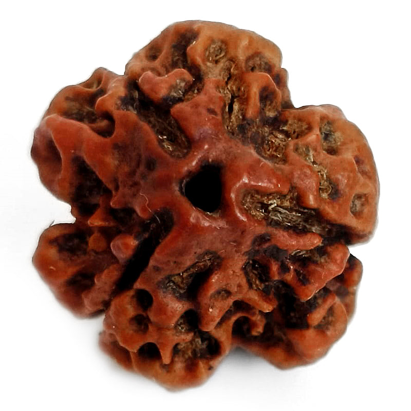 (20.00mm) 3 Mukhi Rudraksha Super Collector Bead | 3 Mukhi Rudraksha Bead | Teen Mukhi - Three Faced Rudraksha from Nepal | 100% Authentic Pure Natural - Super Collector Bead