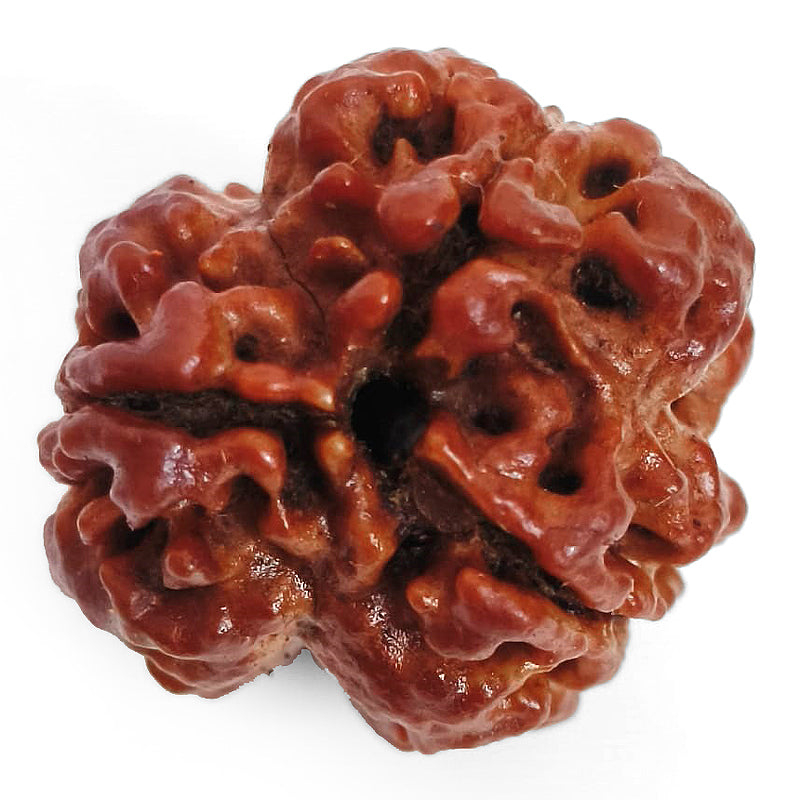 (20.10mm) 3 Mukhi Rudraksha Super Collector Bead | Three Faced Rudraksha Bead | Teen Mukhi, 3 Faced Rudraksha from Nepal | Energised and Original High Quality Super Collector Bead