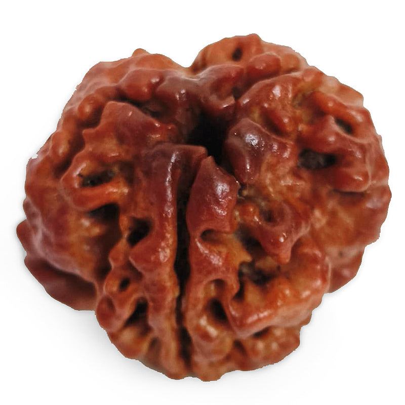 (20.10mm) 3 Mukhi Rudraksha Super Collector Bead | Three Faced Rudraksha Bead | Teen Mukhi, 3 Faced Rudraksha from Nepal | Energised and Original High Quality Super Collector Bead
