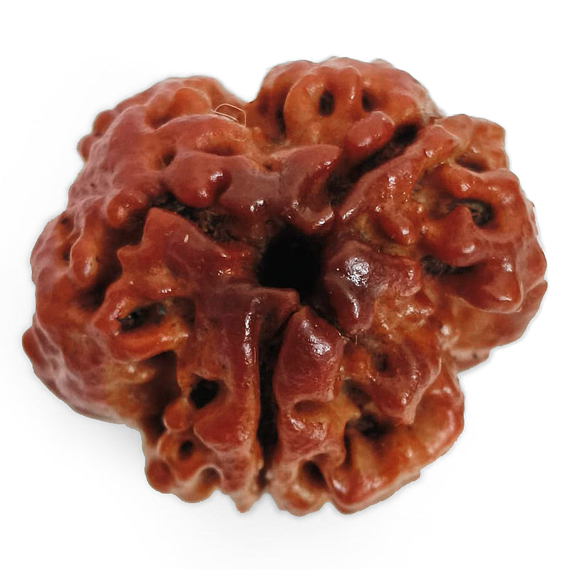 (20.10mm) 3 Mukhi Rudraksha Super Collector Bead | Three Faced Rudraksha Bead | Teen Mukhi, 3 Faced Rudraksha from Nepal | Energised and Original High Quality Super Collector Bead