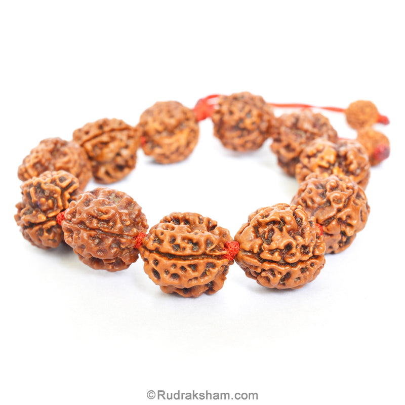 3 Mukhi Rudraksha Bead Mala Bracelet | Nepal Three Mukhi Rudraksha Thread Bracelet for Planet Mars | Eleven Beads of 3 Mukhi