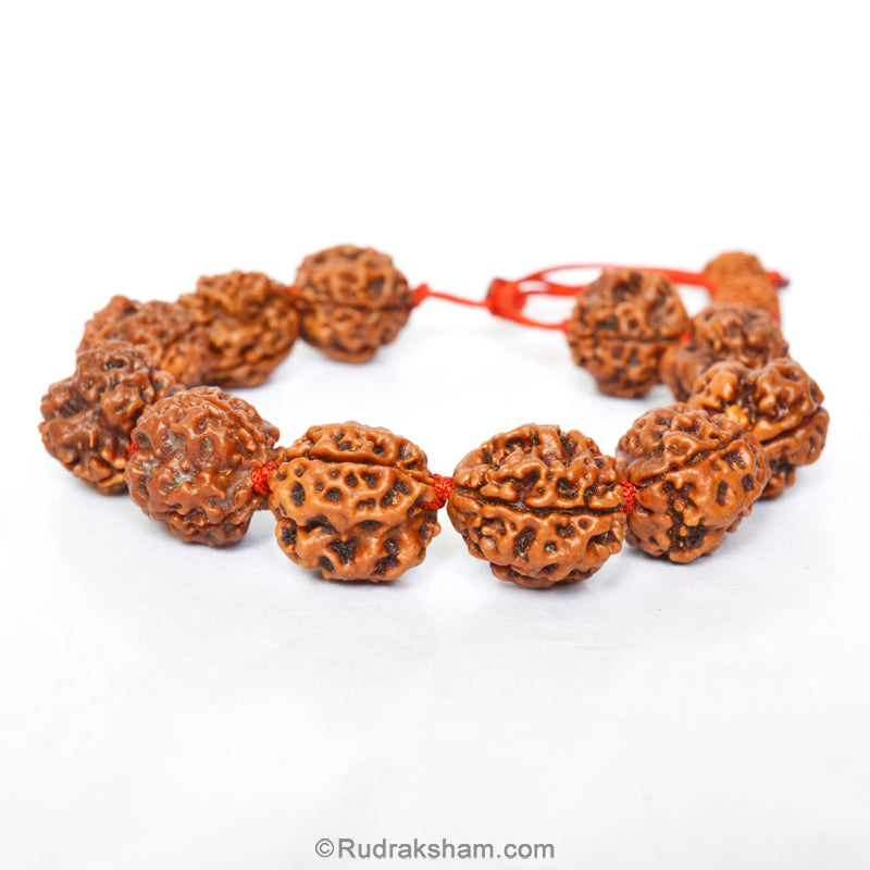 3 Mukhi Rudraksha Bead Mala Bracelet | Nepal Three Mukhi Rudraksha Thread Bracelet for Planet Mars | Eleven Beads of 3 Mukhi