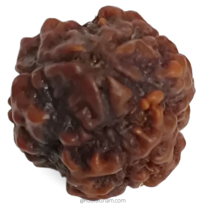 (19.10mm) 3 Mukhi Rudraksha Super Collector Bead | 3 Mukhi Rudraksha Bead | Teen Mukhi - Three Faced Rudraksha from Nepal | 100% Authentic Pure Natural - Super Collector Bead