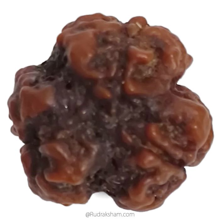 (19.10mm) 3 Mukhi Rudraksha Super Collector Bead | 3 Mukhi Rudraksha Bead | Teen Mukhi - Three Faced Rudraksha from Nepal | 100% Authentic Pure Natural - Super Collector Bead