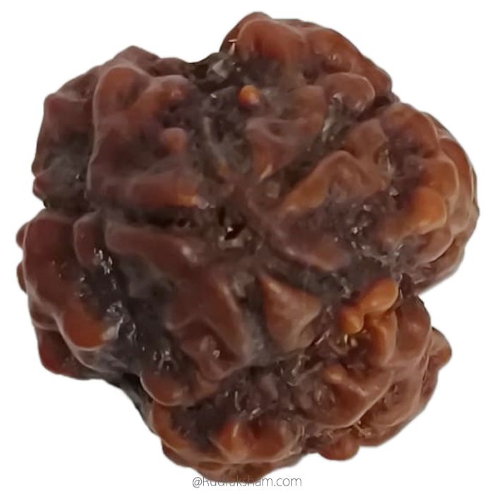 (19.10mm) 3 Mukhi Rudraksha Super Collector Bead | 3 Mukhi Rudraksha Bead | Teen Mukhi - Three Faced Rudraksha from Nepal | 100% Authentic Pure Natural - Super Collector Bead