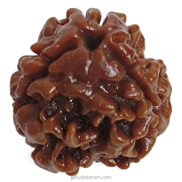 (19.38mm) 3 Mukhi Rudraksha Super Collector Bead | Three Faced Rudraksha Bead | Teen Mukhi, 3 Faced Rudraksha from Nepal | Energised and Original High Quality Super Collector Bead