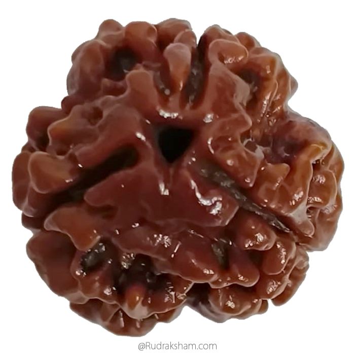 (19.38mm) 3 Mukhi Rudraksha Super Collector Bead | Three Faced Rudraksha Bead | Teen Mukhi, 3 Faced Rudraksha from Nepal | Energised and Original High Quality Super Collector Bead