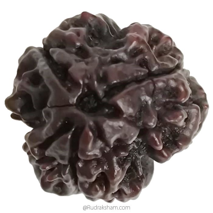 (20.40mm) 3 Mukhi Rudraksha Super Collector Bead | 3 Mukhi Rudraksha Bead | Teen Mukhi - Three Faced Rudraksha from Nepal | Effects of Three faced Super Collector Rudraksha Bead