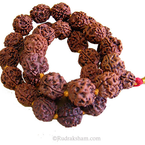  3 Mukhi Rudraksha Nepalese Mala in Thread | To Pacify planet MARS | Teen Mukhi Mala Rosary