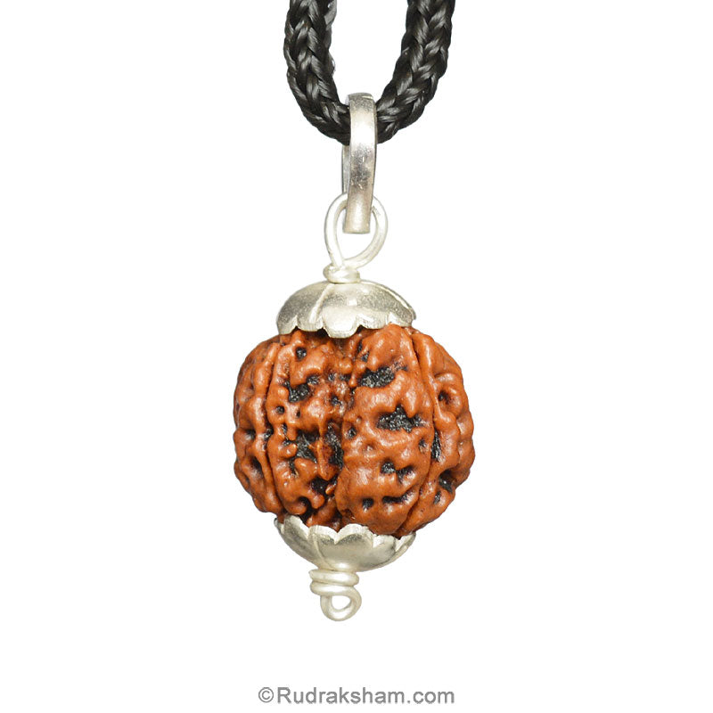 Collector 4 Mukhi Rudraksha Pendant | Four Faced Collector Rudraksha Silver Pendant 100% Original & Energised | Best Buy Online 