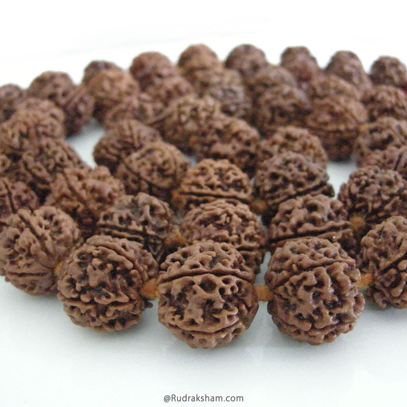 5 Mukhi Rudraksha Nepalese Japa Mala |  Nepal Rudraksha Beads Handknotted Kantha Mala In Thread 20mm - 22 mm