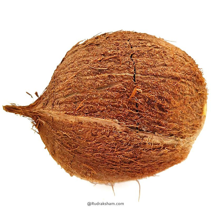 Five Eye Coconut Nariyal