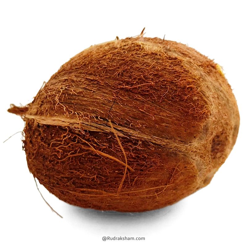 Five Eye Coconut Nariyal