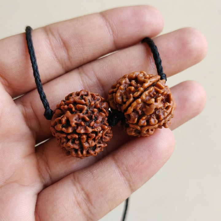 Aquarius (Kumbha) Social Impact & Income Bundle - 6 & 7 Mukhi Rudraksha