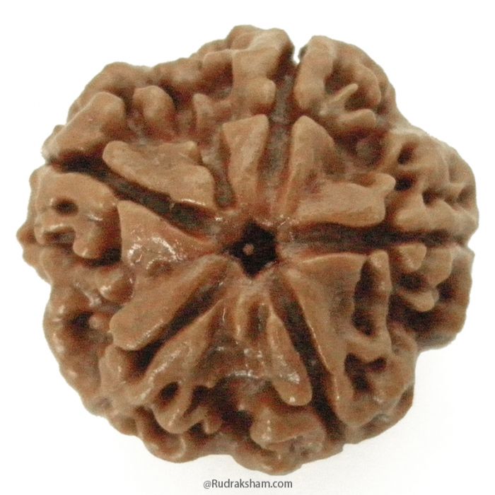 (23.74mm) 5 Mukhi Rudraksha Super Collector Bead | 5 Mukhi Rudraksha Bead | Paanch Mukhi, Five Faced Rudraksha from Nepal | Benefits of 5 Mukhi Rudraksha Super Collector Bead