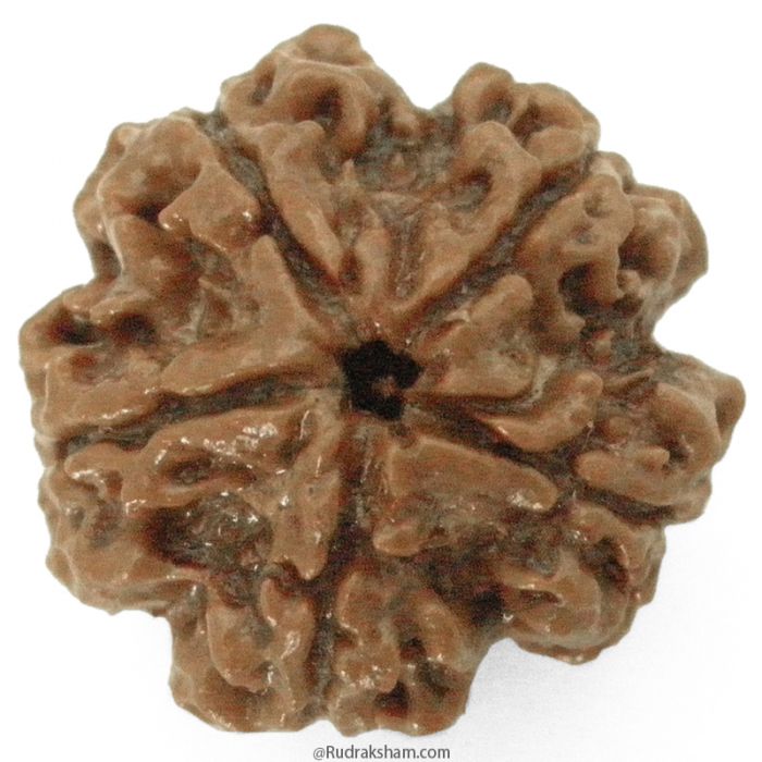 (23.83mm) 5 Mukhi Rudraksha Super Collector Bead | 5 Mukhi Rudraksha Bead | Paanch Mukhi, Five Faced Rudraksha from Nepal | Benefits of 5 Mukhi Rudraksha Super Collector Bead