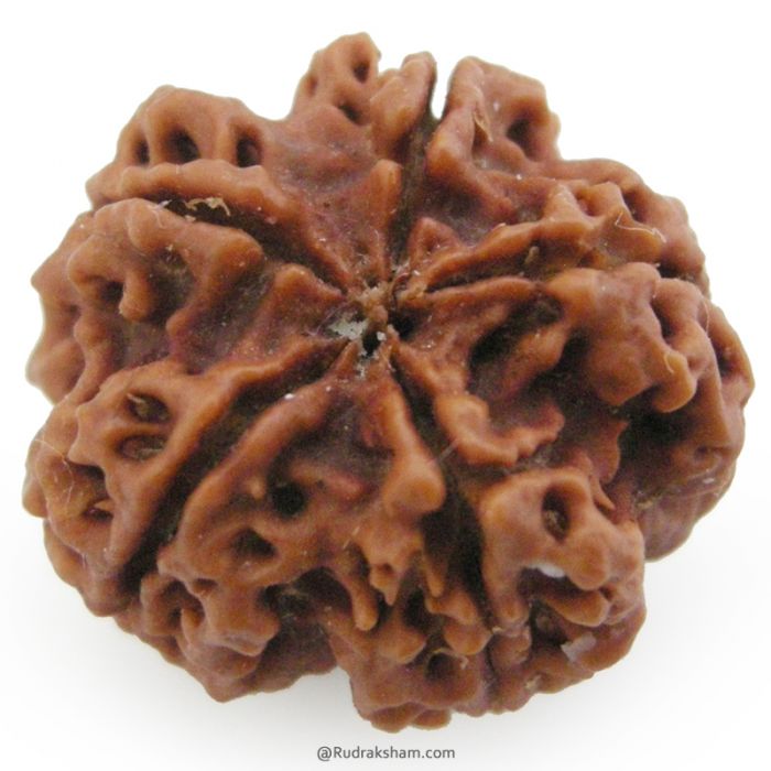 (23.87mm) 5 Mukhi Rudraksha Super Collector Bead | 5 Mukhi Rudraksha Bead | Paanch Mukhi, Five Faced Rudraksha from Nepal | Benefits of 5 Mukhi Rudraksha Super Collector Bead