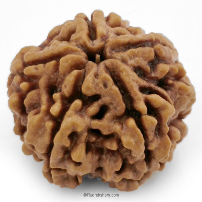 (25.25mm) 5 Mukhi Rudraksha Super Collector Bead | 5 Mukhi Rudraksha Bead | Paanch Mukhi, Five Faced Rudraksha from Nepal | Benefits of 5 Mukhi Rudraksha Super Collector Bead