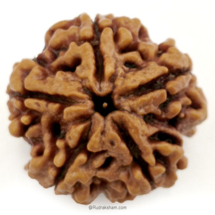 (25.25mm) 5 Mukhi Rudraksha Super Collector Bead | 5 Mukhi Rudraksha Bead | Paanch Mukhi, Five Faced Rudraksha from Nepal | Benefits of 5 Mukhi Rudraksha Super Collector Bead